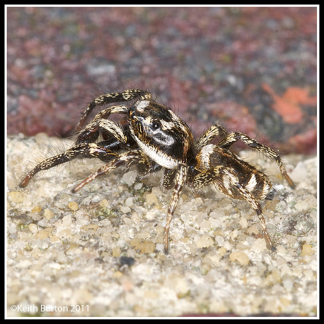 Jumping Spider