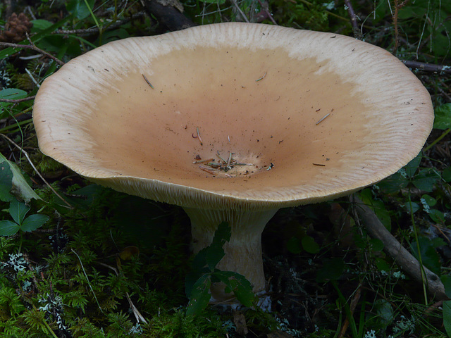 King of the mushrooms