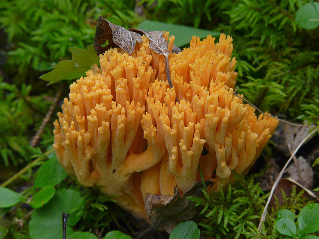 Coral fungus