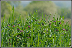 Just some grass and stuff!