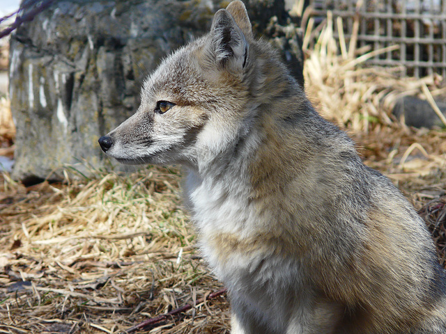 Swift Fox