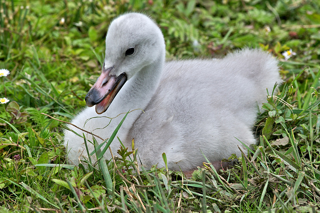 Trumpeter Swan Cygnet