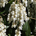 Pieris flowers