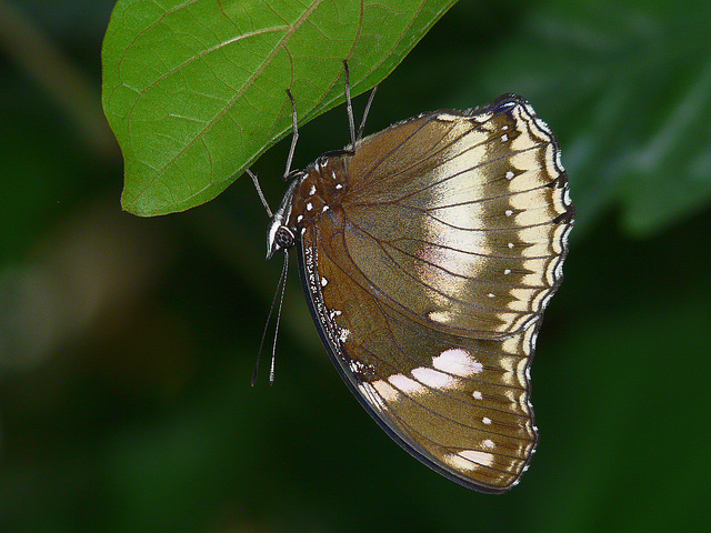 Butterfly shimmer