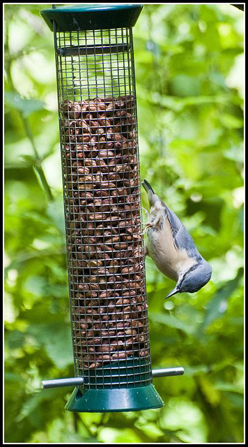 Nuthatch on Feeder