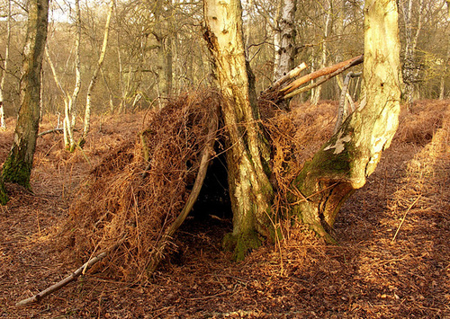 Tree house