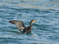 Double-crested Cormorant