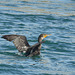 Double-crested Cormorant