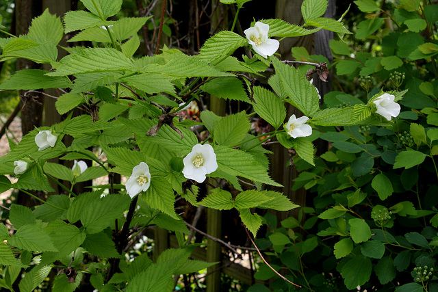 Rhodotypos scandens