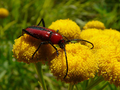 Red Long-horned beetle on Tansy