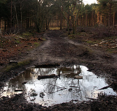 Pines, puddle