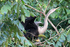 Female Anhinga