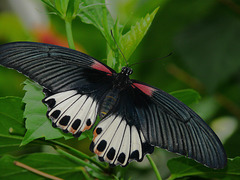 Tropical red, white and black