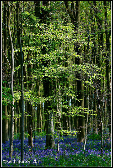 Bluebell woods 3