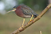 Green Heron