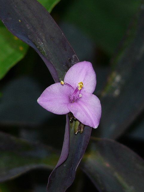 Tropical mauve