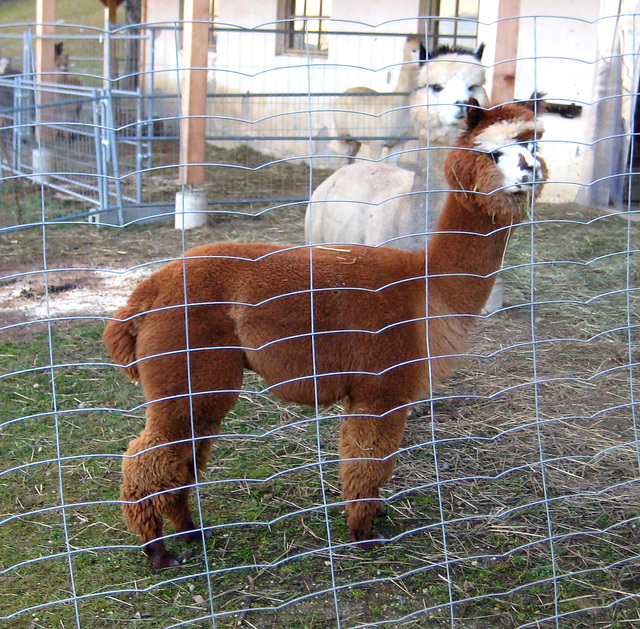 Alpacas