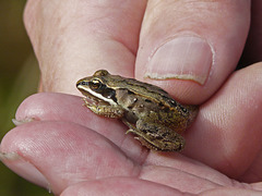 Young Wood Frog