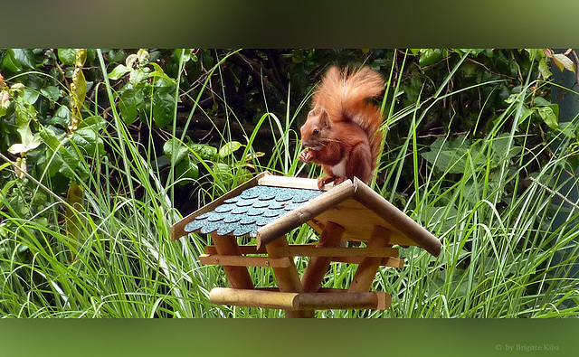 Mein Haushörnchen namens Eichi :-)