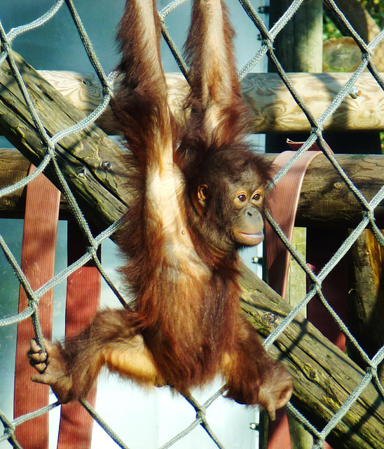 monkey world ape rescue centre, dorset