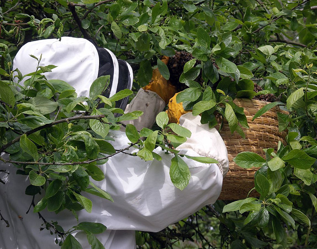 Mr B shakes the swarm into his skep