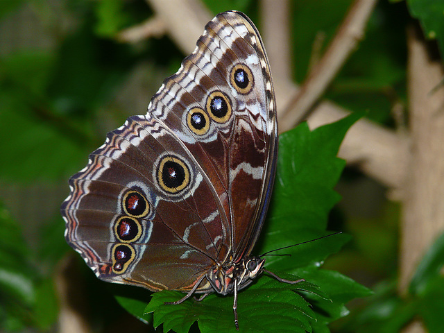 Blue Morpho underwings