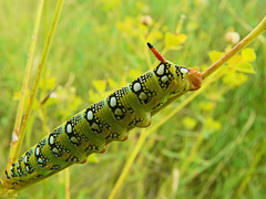 Leafy Spurge Hawk Moth caterpillar