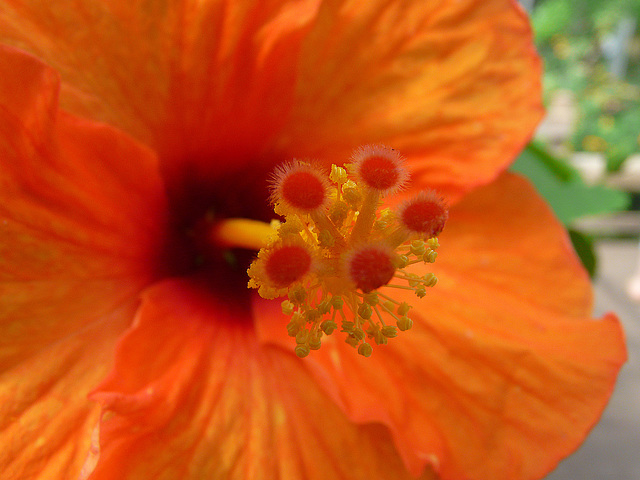 Hibiscus