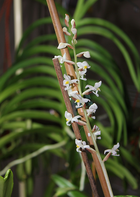 Ludisia discolor