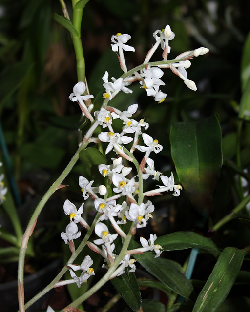 Ludisia discolor