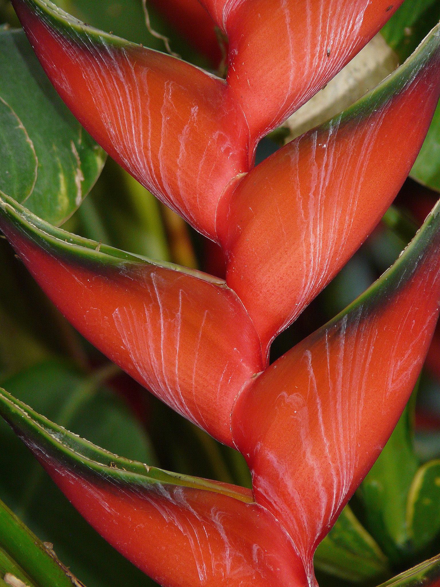 Nature's artwork