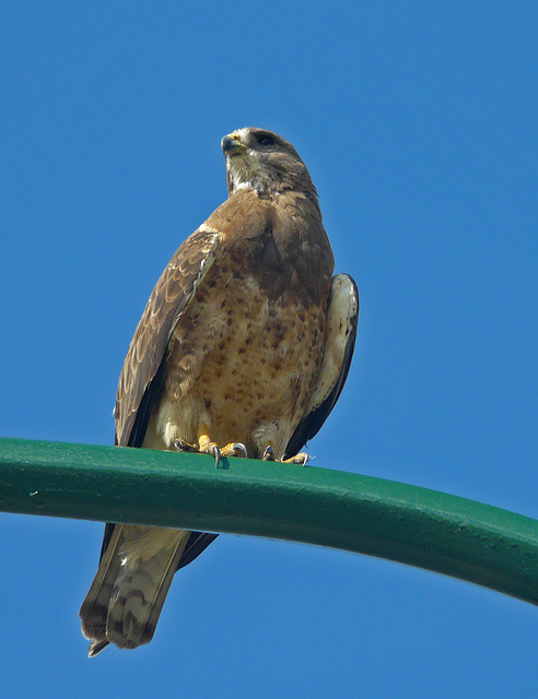 Swainson's Hawk