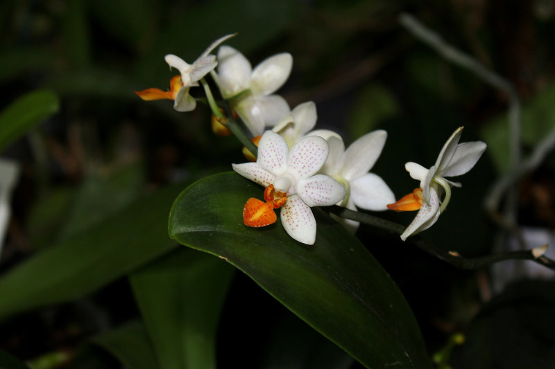 Phalaenopsis Mini Mark