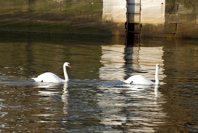 Cruising down the Liffey