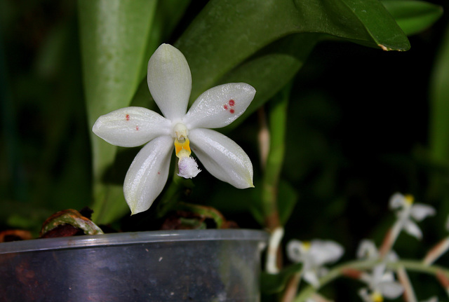 Phalaenopsis micholitzii x tetraspis