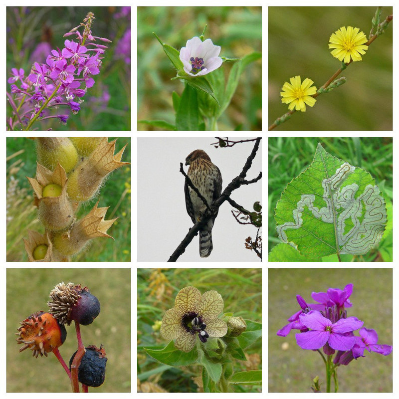 Seen at Strathcona Park Ravine