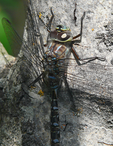 Darner details