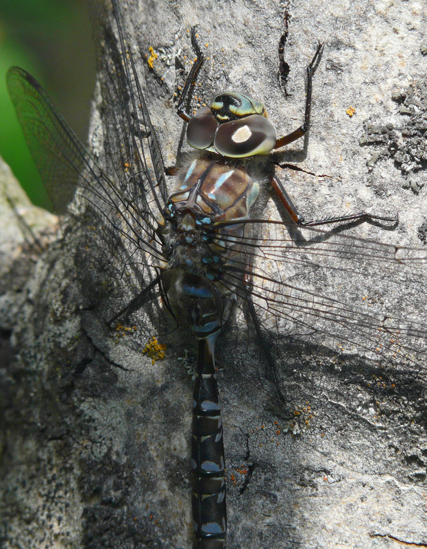Darner details
