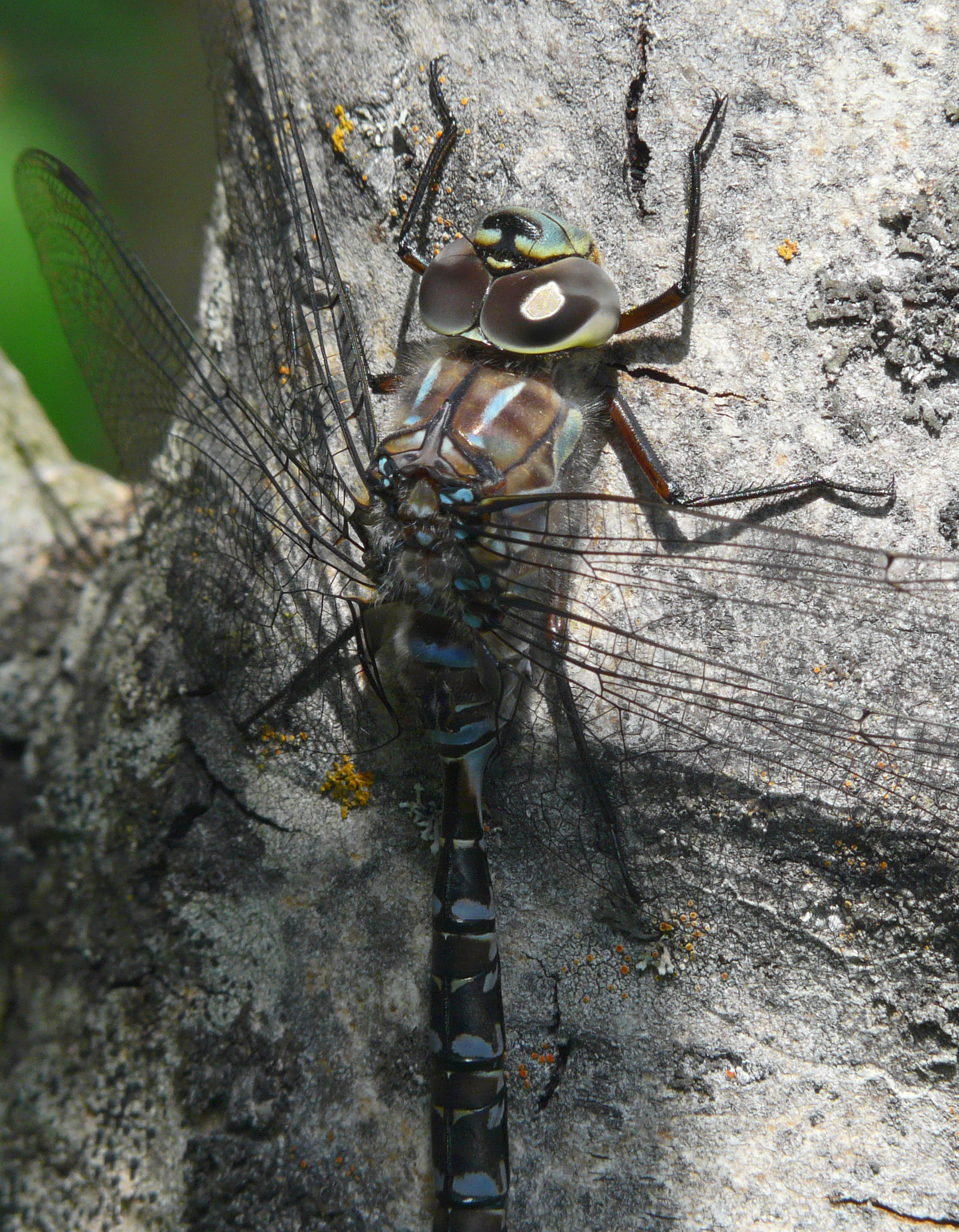 Darner details