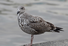 Herring Gull (Larus Argentatus)