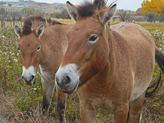 Endangered Przewalski horses