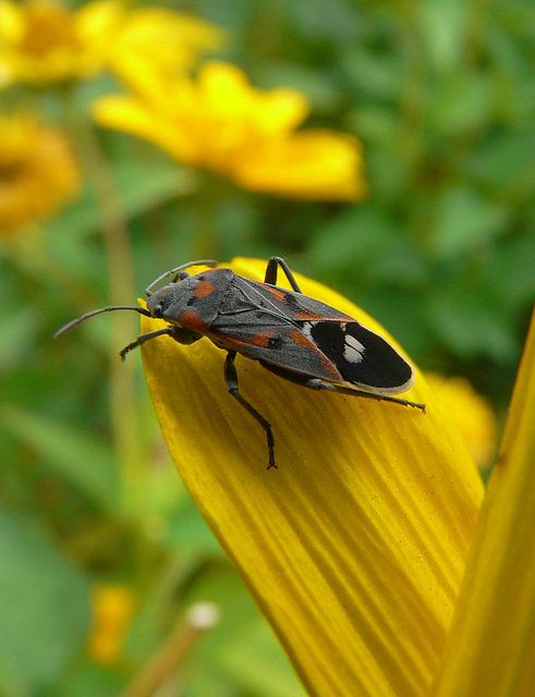 Beauty on yellow