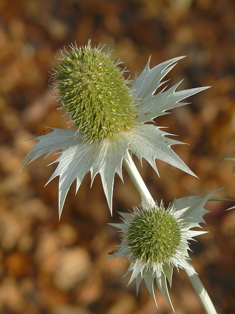 Sea Holly