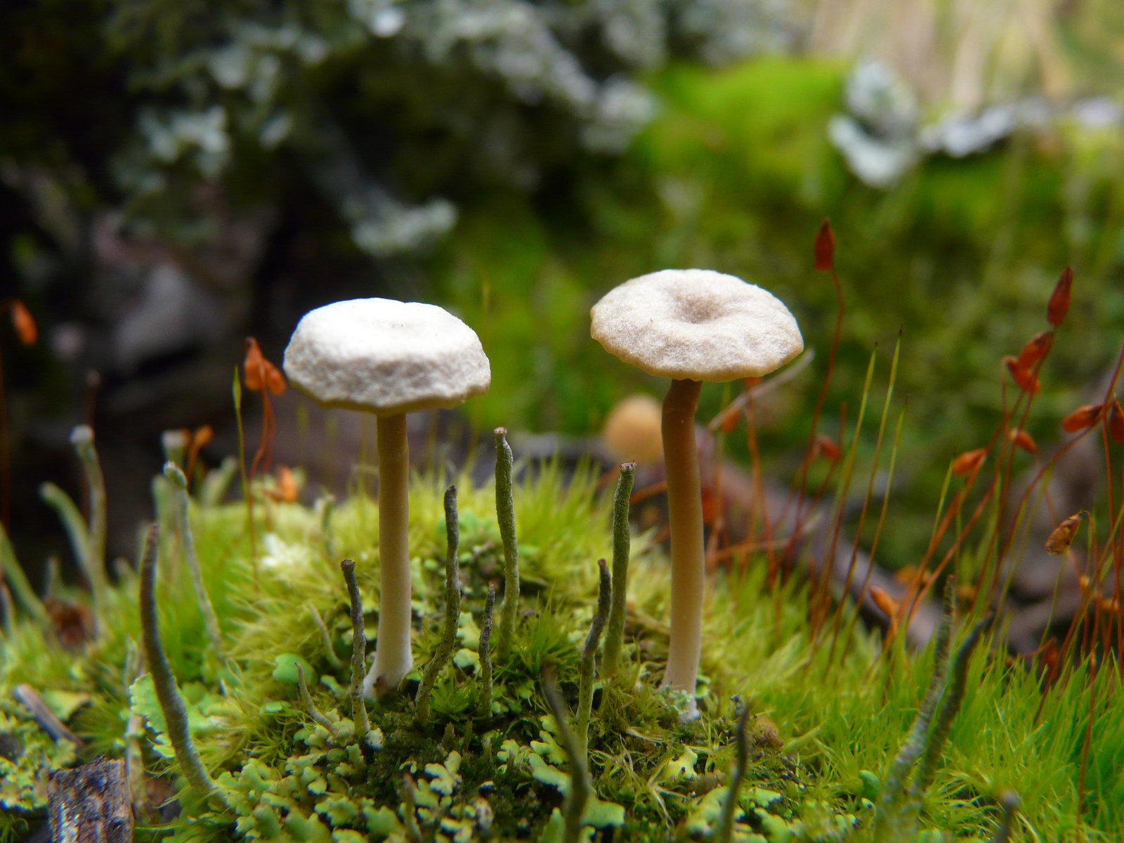 Tiny mushrooms