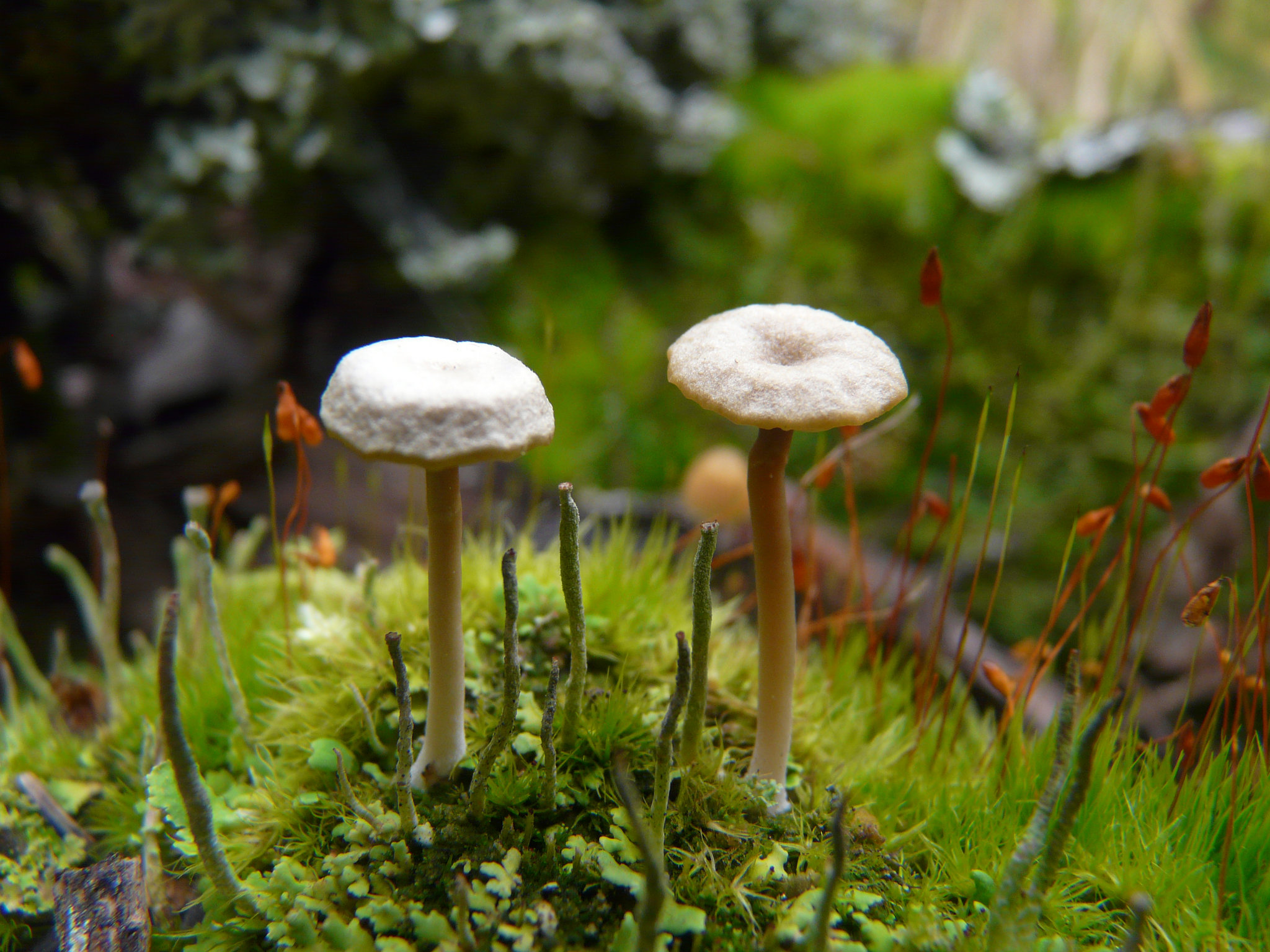 Tiny mushrooms