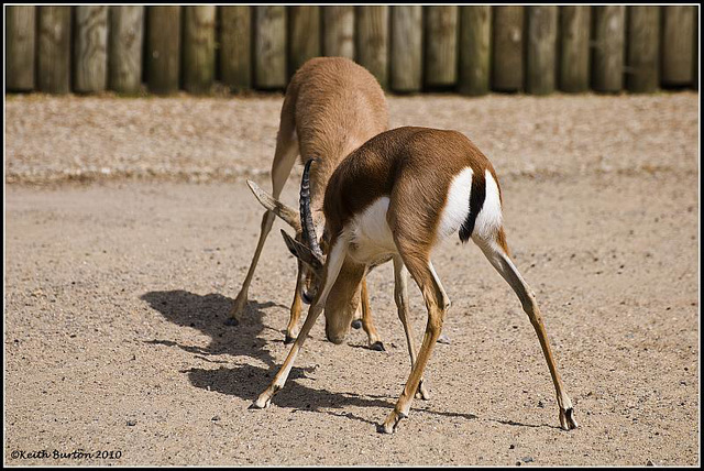 Dorcas Gazelle