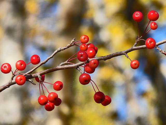 Tiny Crabapples