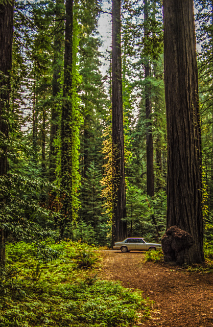 Avenue of the Giants, Oct.1987