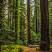 Avenue of the Giants, Oct.1987