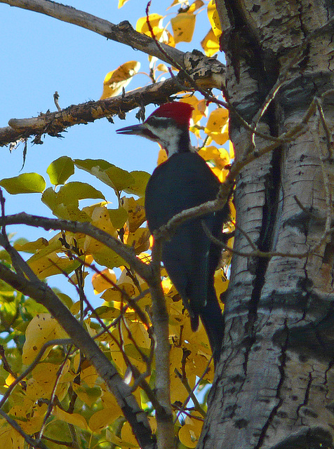 Pileated treat